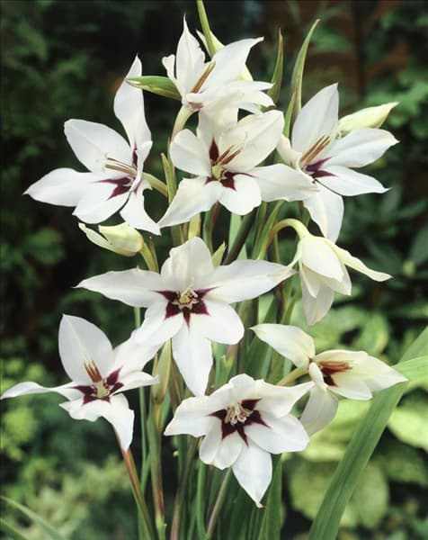 Gladiolus murielae