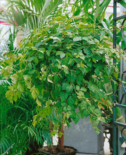 Cissus rhombifolia