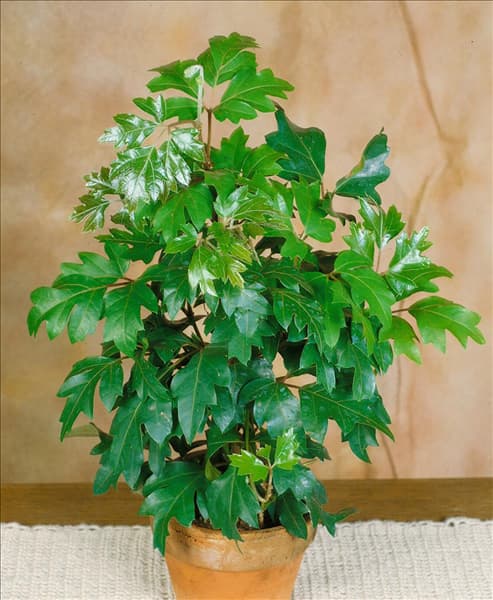 CISSUS RHOMBIFOLIA