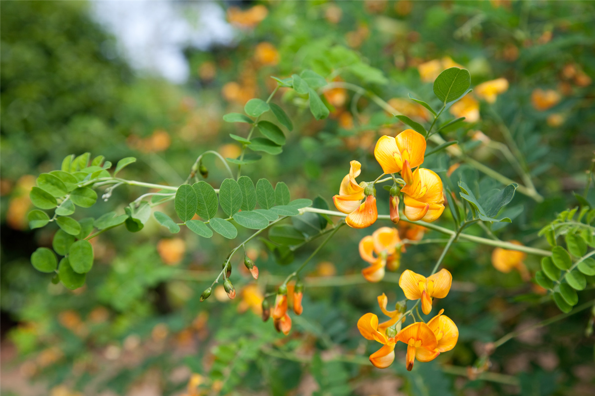 Colutea arborescens
