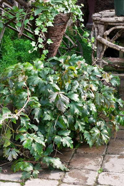Cissus rhombifolia