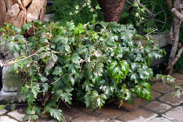 Cissus rhombifolia