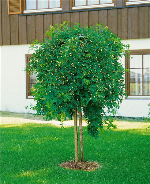 COLUTEA ARBORESCENS