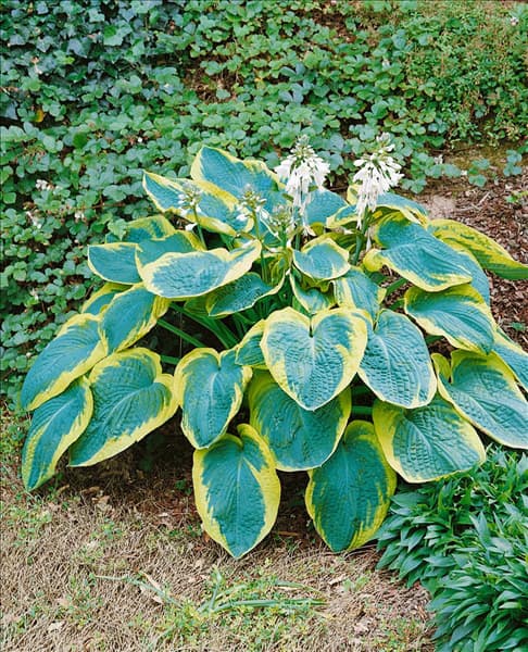 Hosta sieboldiana Frances Williams