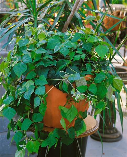 Cissus rhombifolia