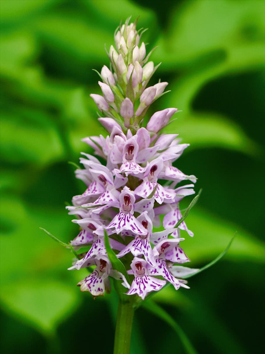 Dactylorhiza maculata