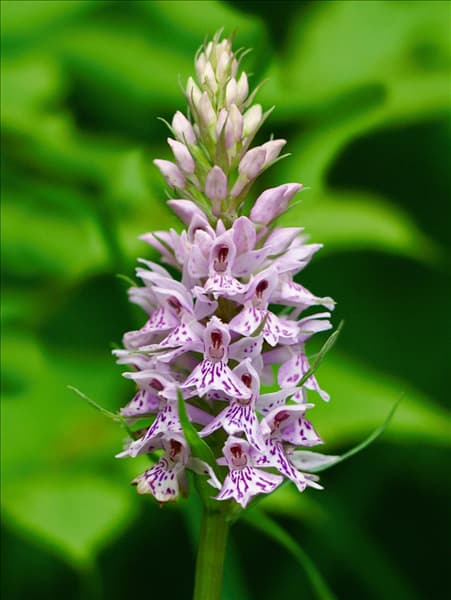 Dactylorhiza maculata
