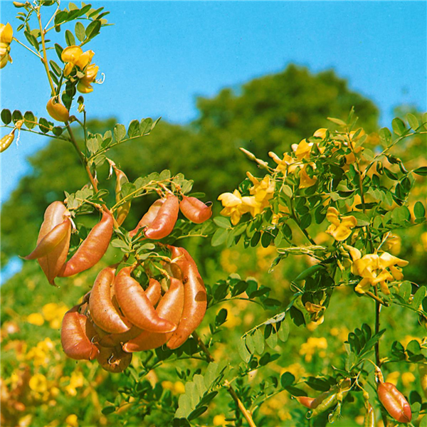 COLUTEA ARBORESCENS