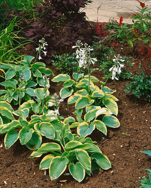 Hosta sieboldiana Frances Williams