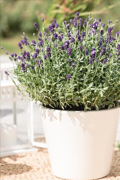 Lavandula angustifolia