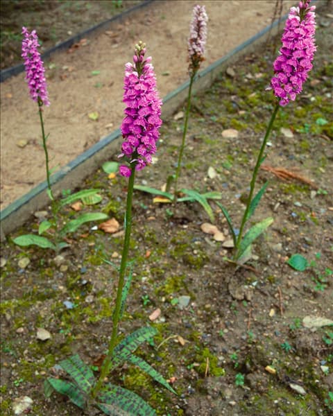 Dactylorhiza maculata