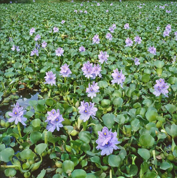 Eichhornia crassipes