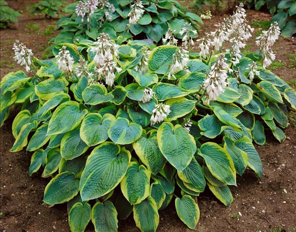 Hosta sieboldiana Frances Williams