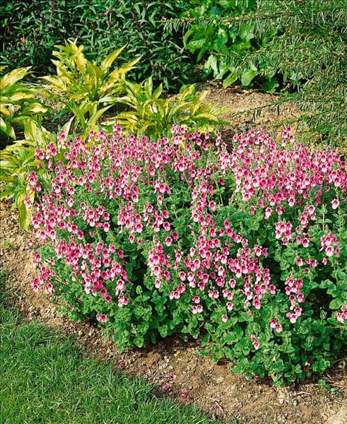 Diascia barberae