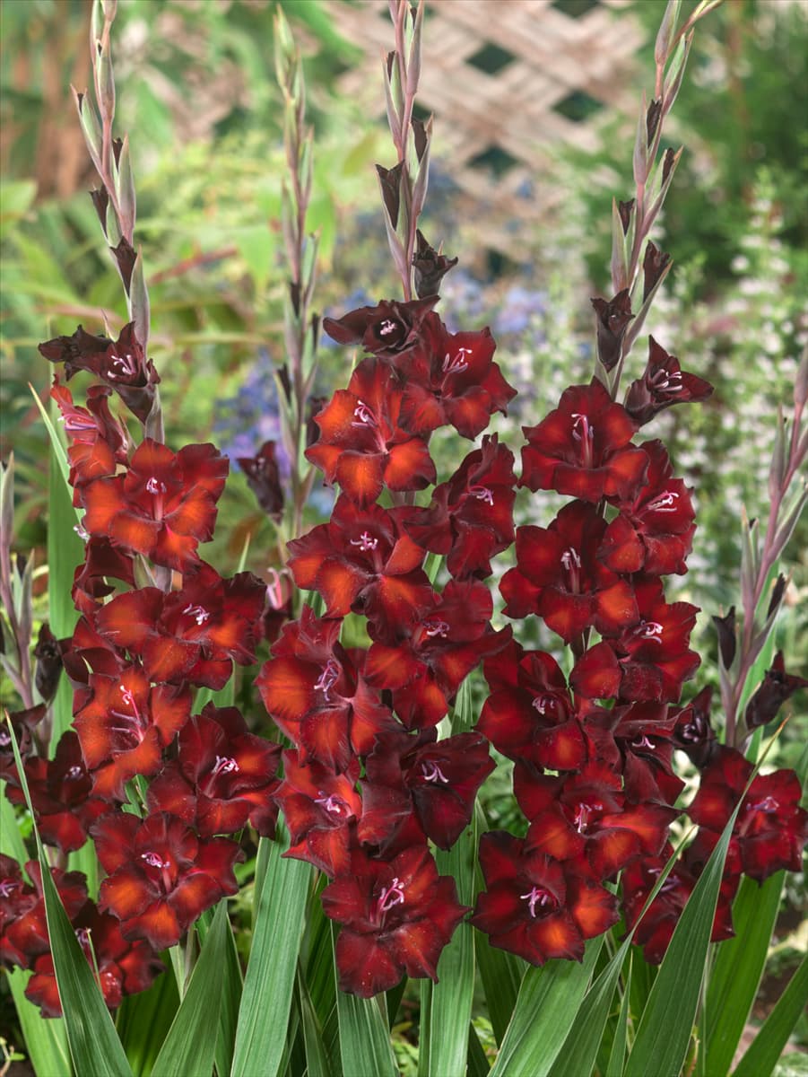 Gladiolus Azurro