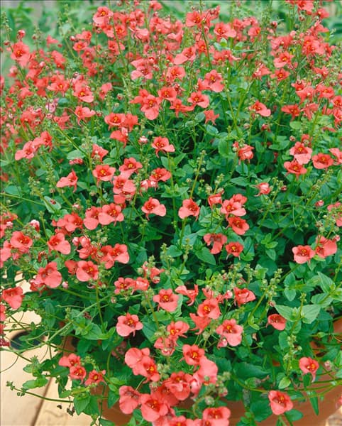 Diascia barberae salmon