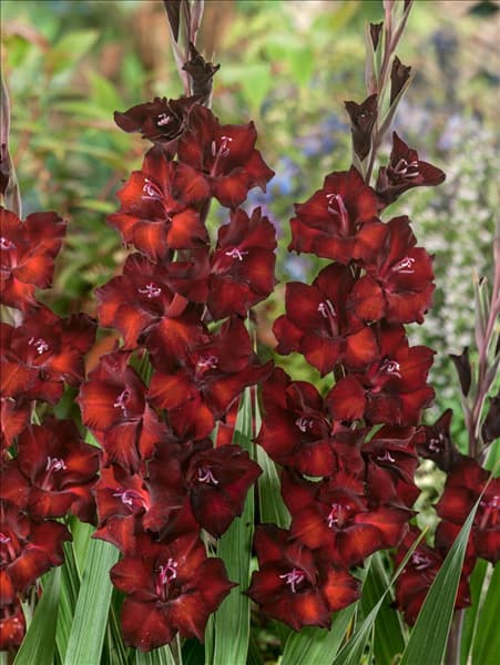 Gladiolus Azurro