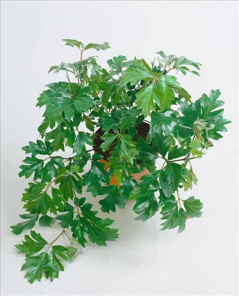 CISSUS RHOMBIFOLIA ELLEN DANICA