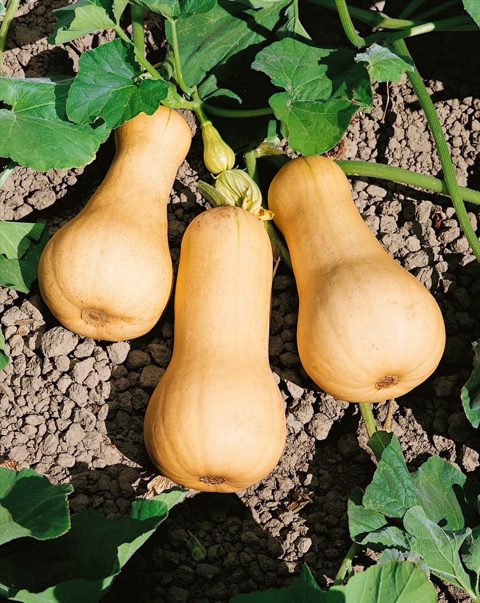 Kürbis/Cucurbita pepo PILGRIM