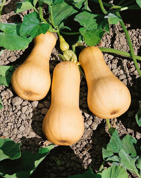 Kürbis/Cucurbita pepo PILGRIM