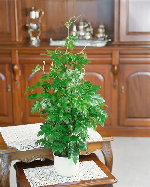 CISSUS ELLEN DANICA