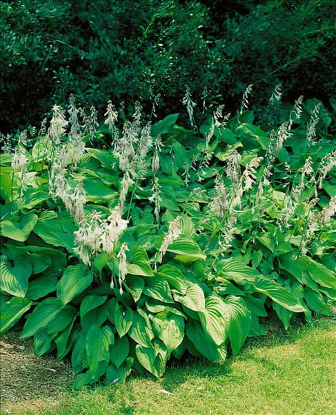 HOSTA SIEBOLDII