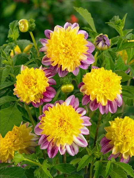 Dahlia anemone