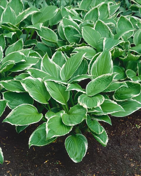 HOSTA SIEBOLDII ALBO-MARGINATA