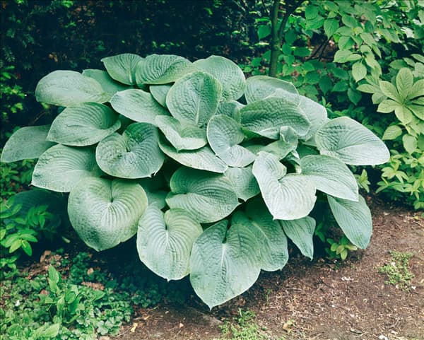 HOSTA SIEBOLDII