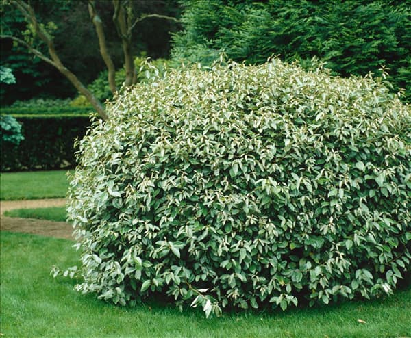 Elaeagnus x ebbingei