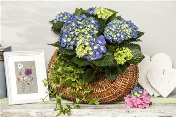 Hydrangea macrophylla