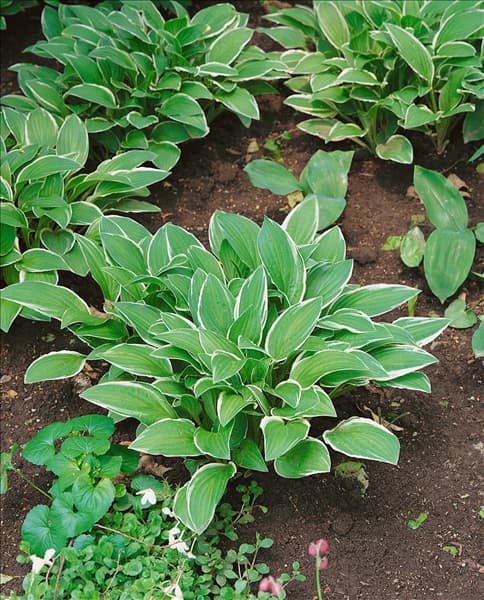 Hosta sieboldii
