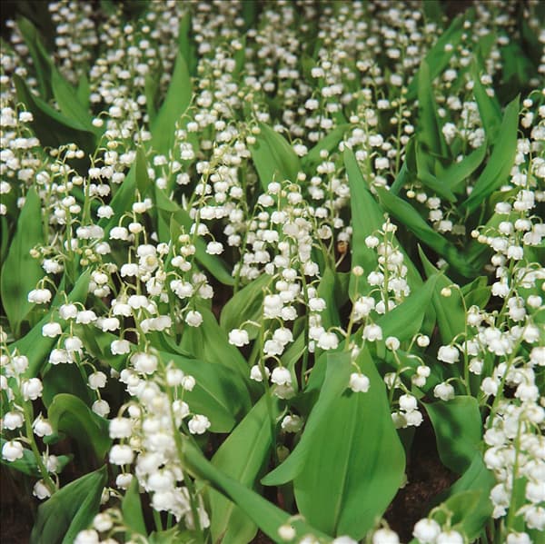 Convallaria majalis