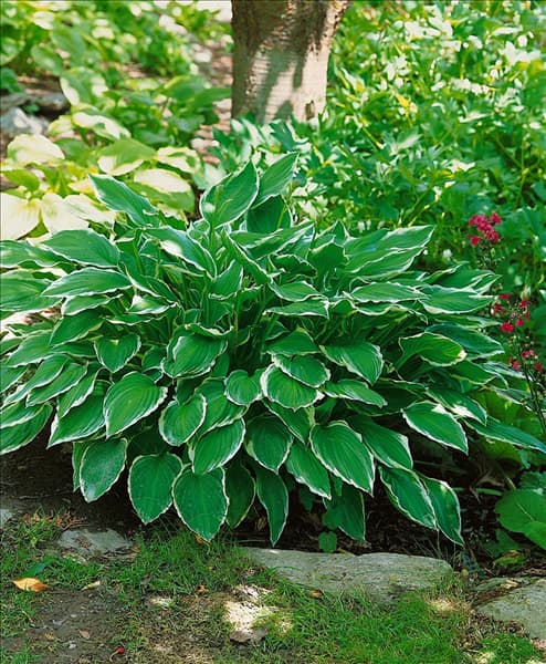 HOSTA SIEBOLDII ALBA