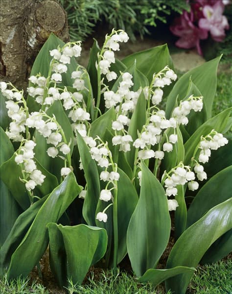 Convallaria majalis Grandiflora