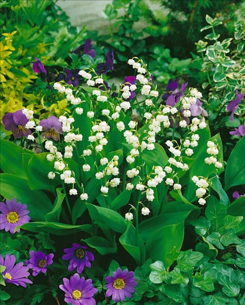 Convallaria majalis