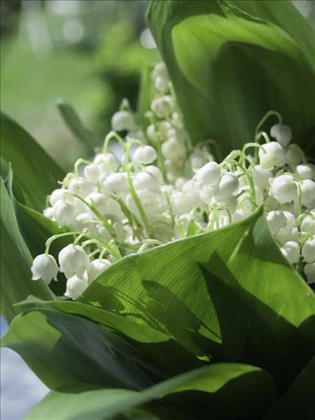 Convallaria majalis