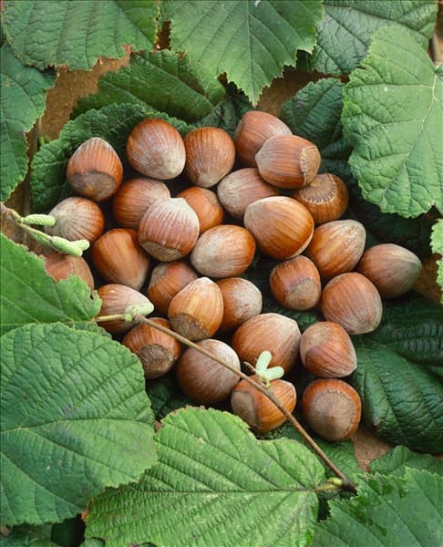 Corylus avellana