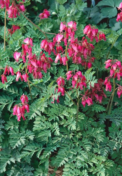 Dicentra eximia Stuart Boothman
