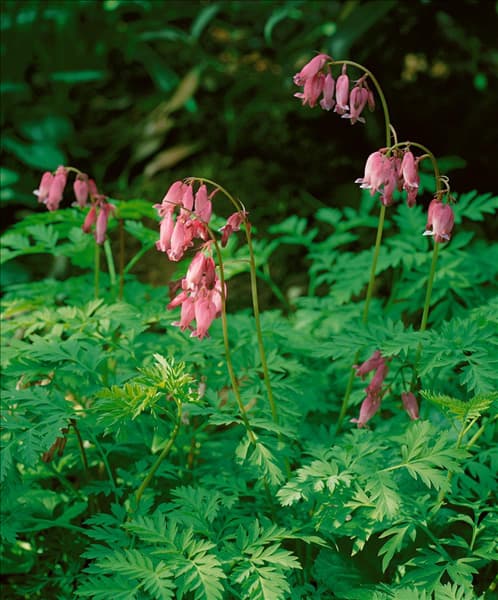 DICENTRA EXIMIA