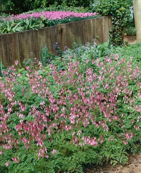 DICENTRA EXIMIA