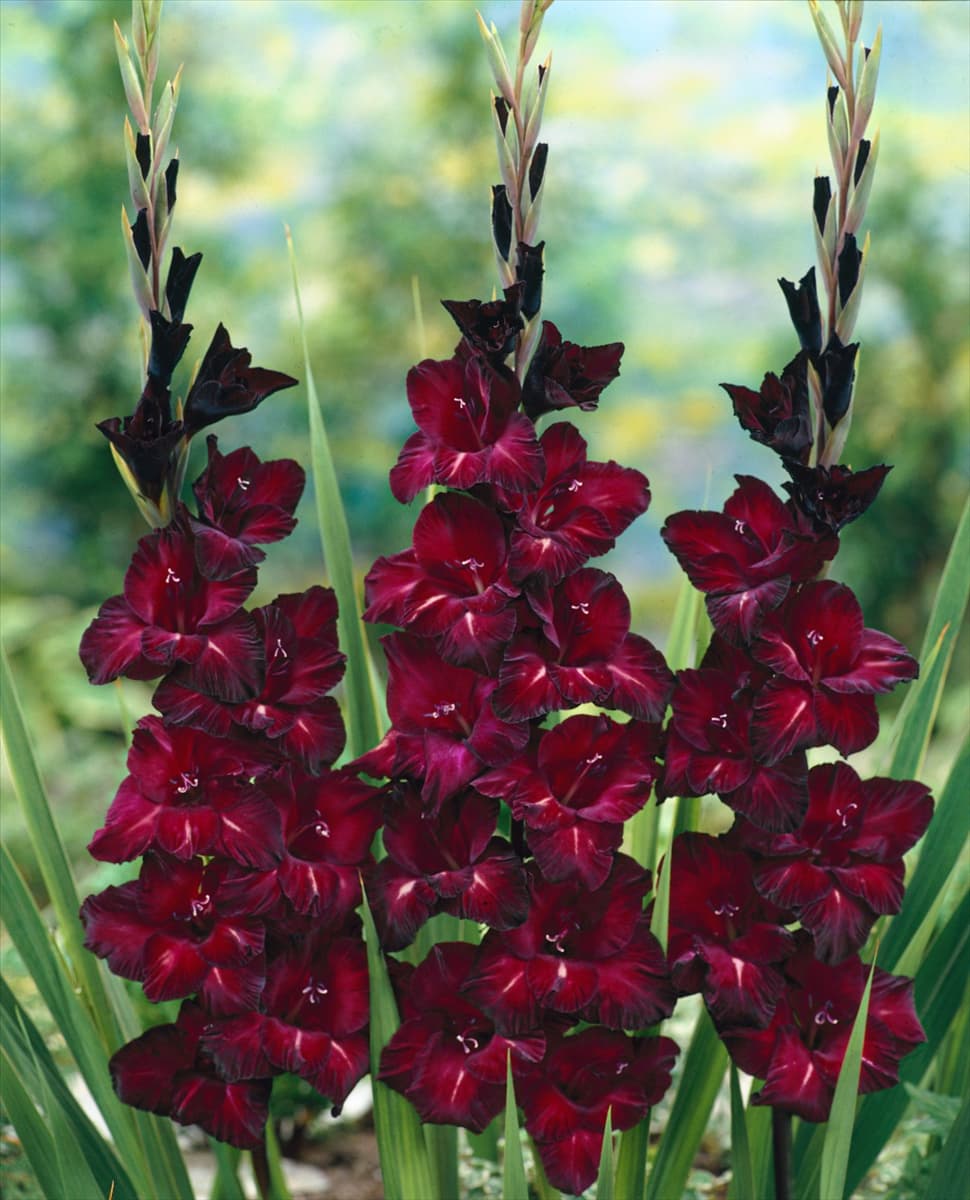 Gladiolus Black Velvet