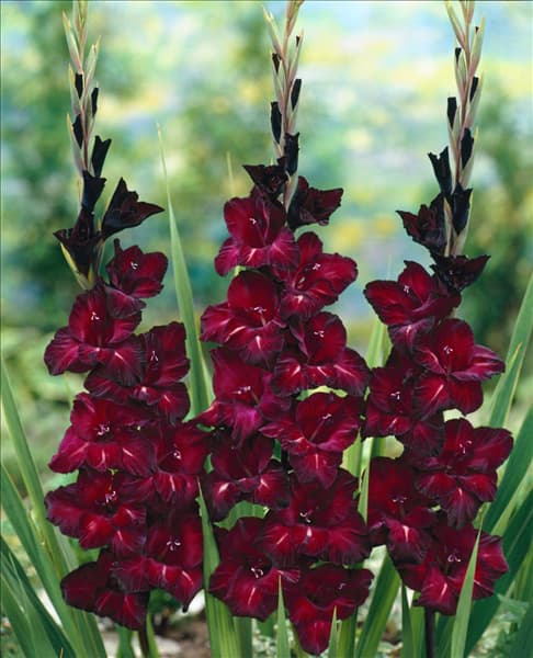 Gladiolus 'Black Velvet'