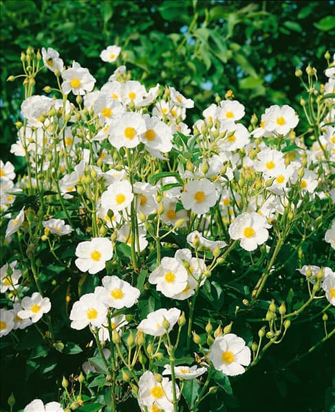 CISTUS LAURIFOLIUS