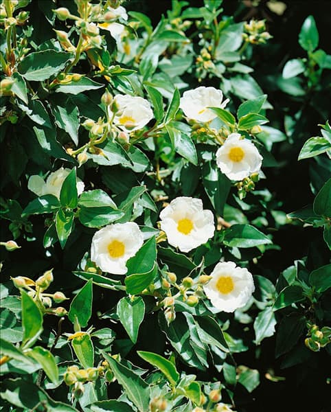 CISTUS LAURIFOLIUS / DETAIL