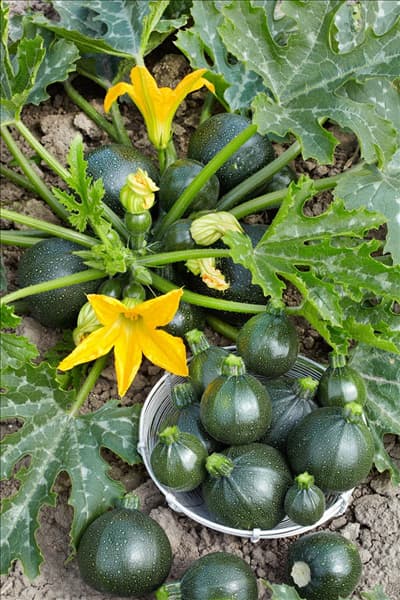 Cucurbita pepo con. giromontiina Satelite