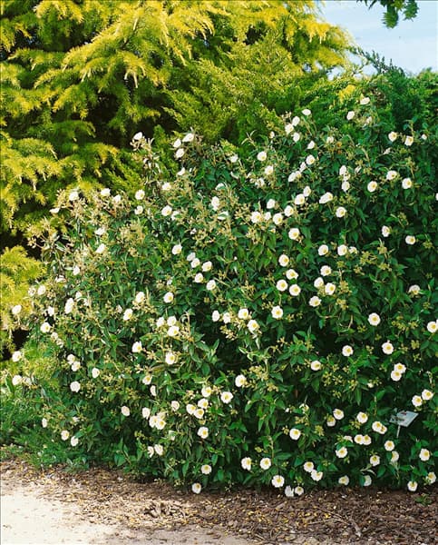 CISTUS LAURIFOLIUS