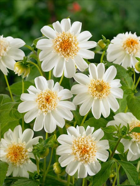 Dahlia Anemone Il Joco