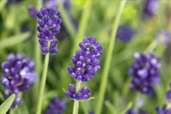 Lavandula angustifolia