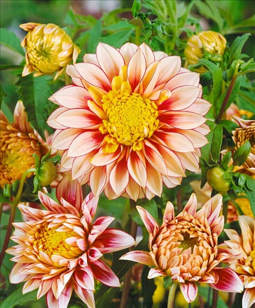 Dahlia Anemone Polka
